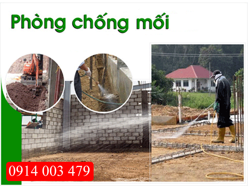 Diệt mối bằng công nghệ Nhật tại Quảng Ninh